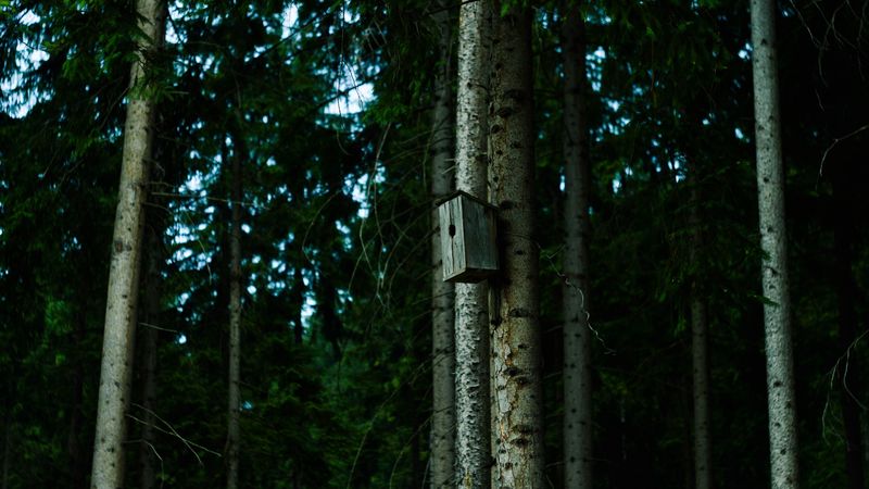 birdhouse, tree, forest, 4k