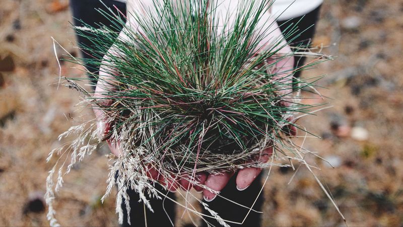 grass, hands, palms, 4k