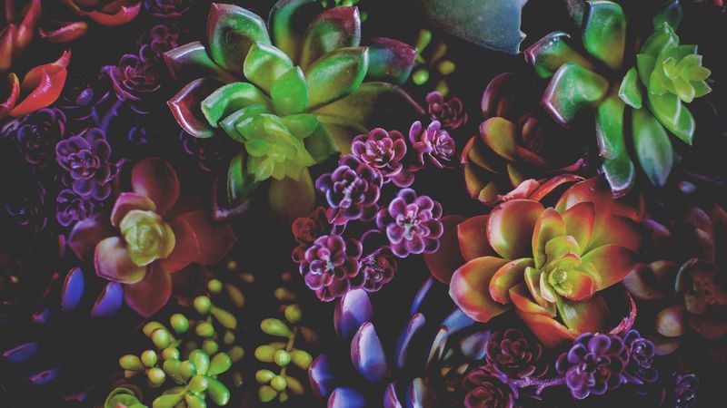flowers, houseplants, leaves, 4k