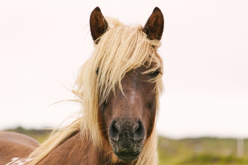 icelandic horse 4k