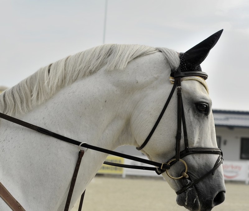 a close up of the side of a gray horses head with a bridle and an ear net, gray horse wearing a bridle 4k