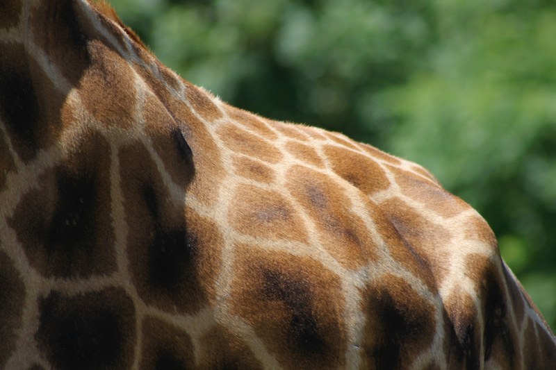 giraffe got back 4k