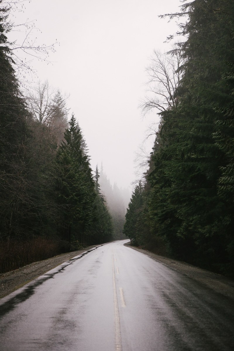 a wet tree lined road on a foggy day, wet road 4k
