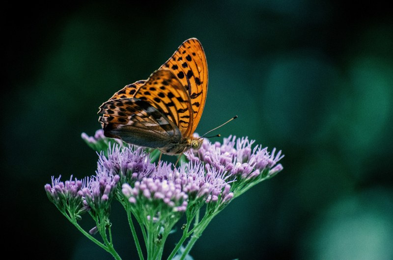 a close up of an orange butterfly on budding purple flowers, orange butterfly on tiny flowers 4k