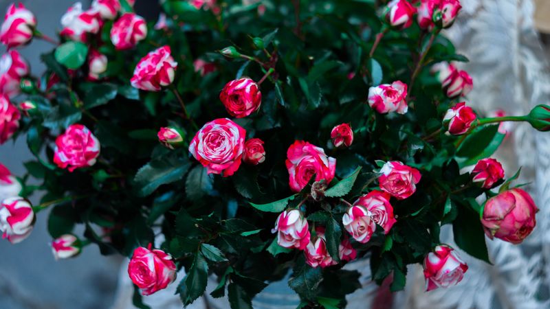 roses, flowers, bouquet, pink, 4k