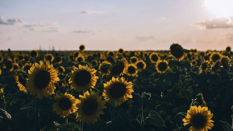 sunflowers, field, evening, 4k