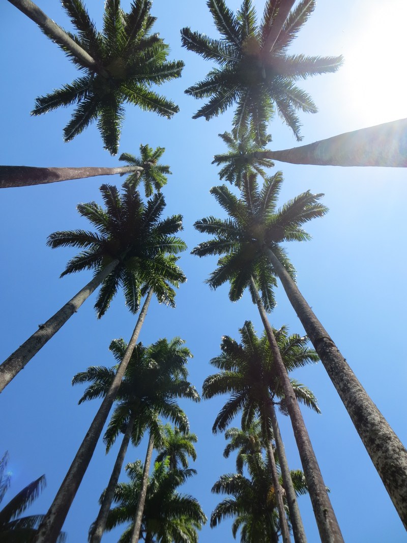 looking straight up at a dozen palm trees against a sunny blue sky, glare of the sun 4k
