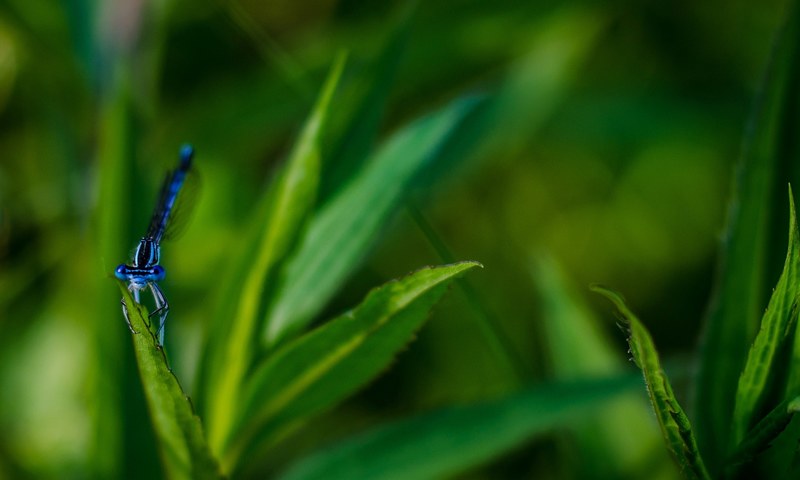 a blue dragonfly clutching a green lance like leaf, blue dragonfly in macro 4k
