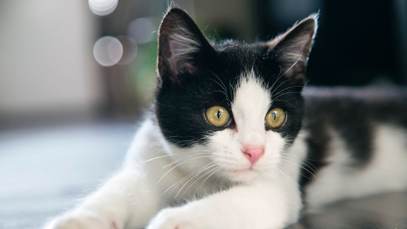 kitten, cat, spotted, 4k
