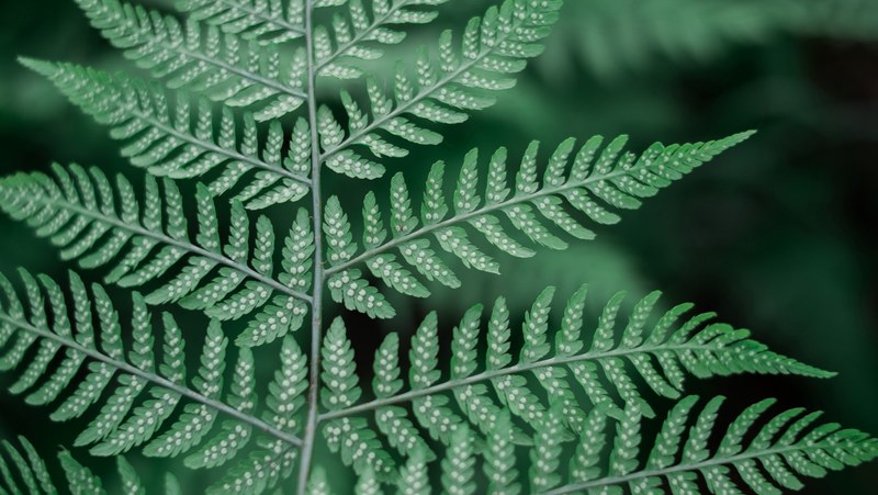 fern plant leafe and green 4k