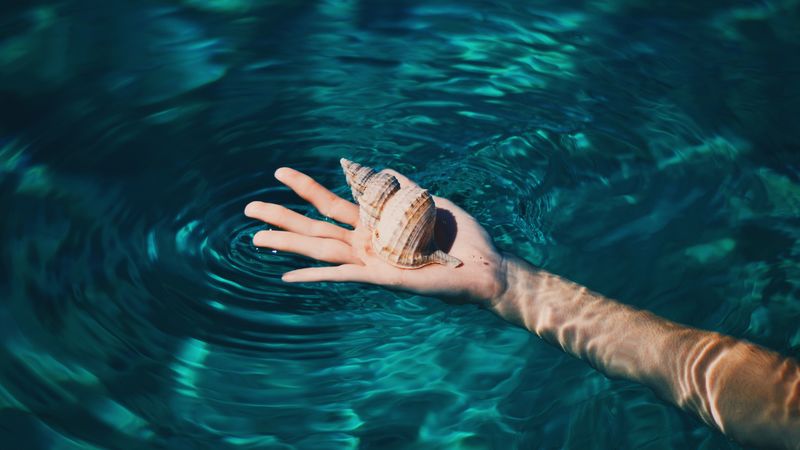 shell, hand, water, 4k