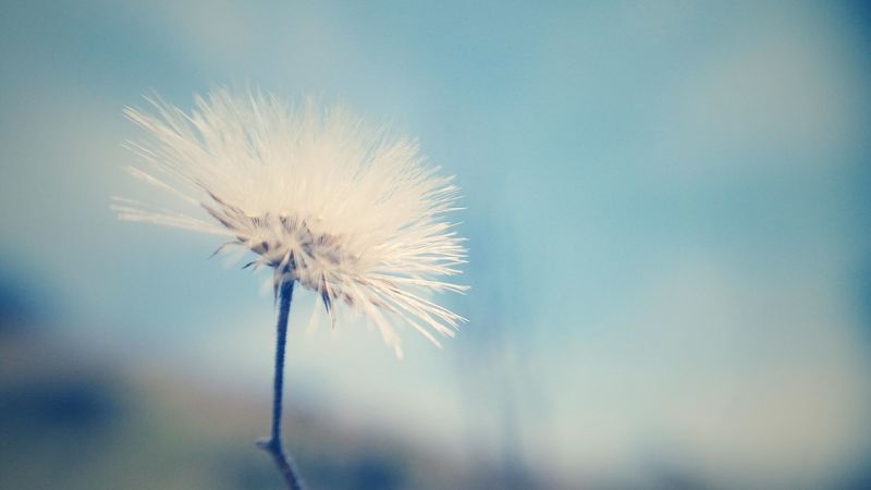 dandelion, down, flower, 4k