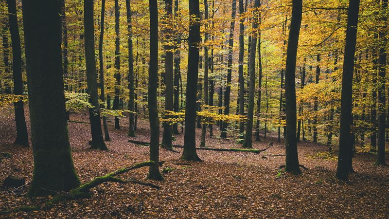 trees, autumn, foliage, 4k