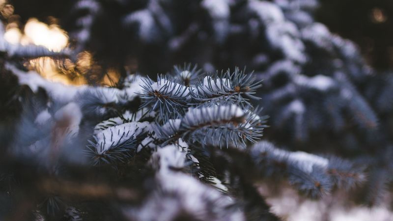 spruce, branch, snow, blur, 4k