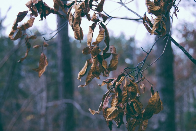 wilting leaves on a branch in autumn, ready to fall 4k