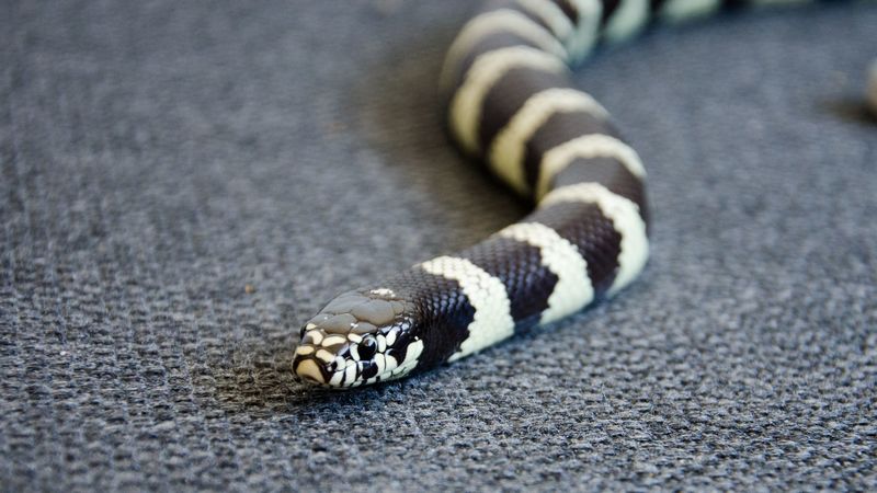 snake, reptile, head, color, 4k