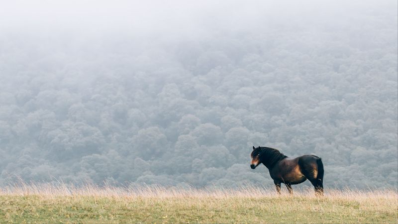 horse, field, mane, wind, 4k