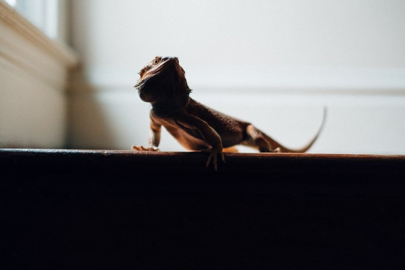 lizard reptile bearded dragon and stair 4k