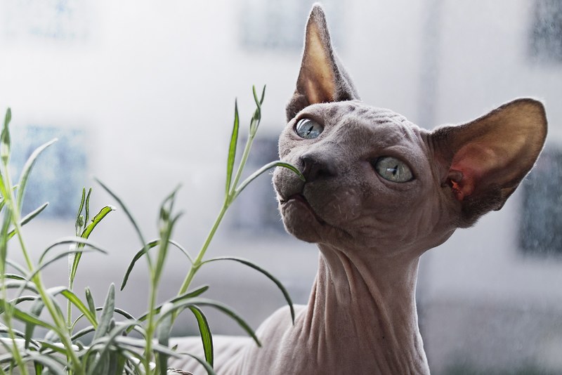 close up of a hairless sphynx cat sniffing a plant, hairless cat and a plant 4k