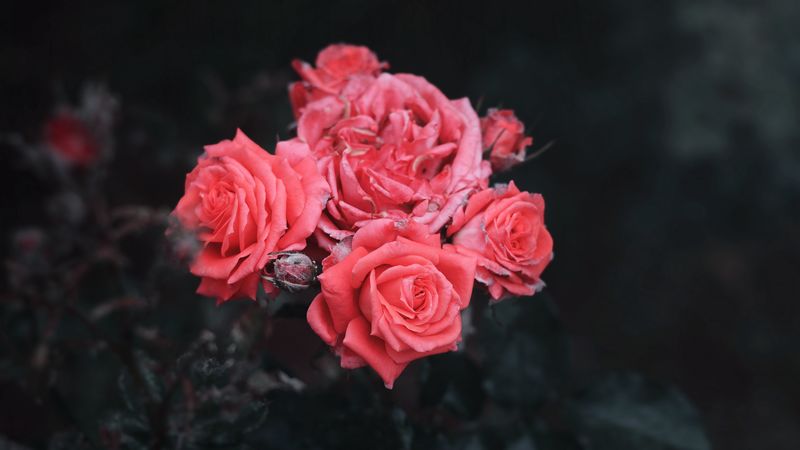 roses, bush, buds, 4k