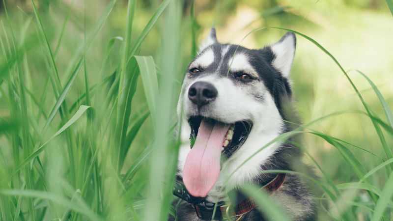 husky, dog, muzzle, protruding tongue, 4k