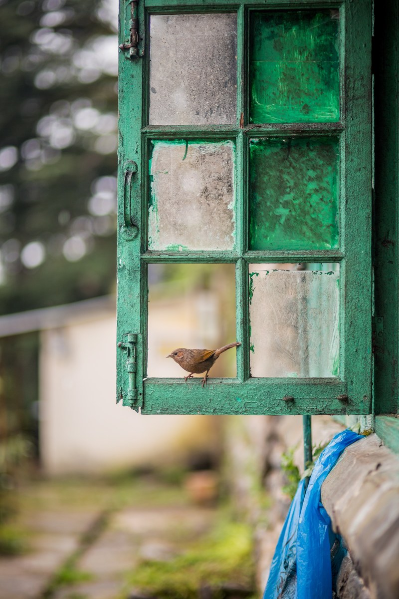 window bird frame and glass hd, 4k