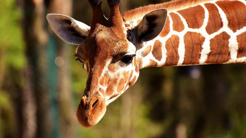 giraffe, muzzle, spotted, 4k