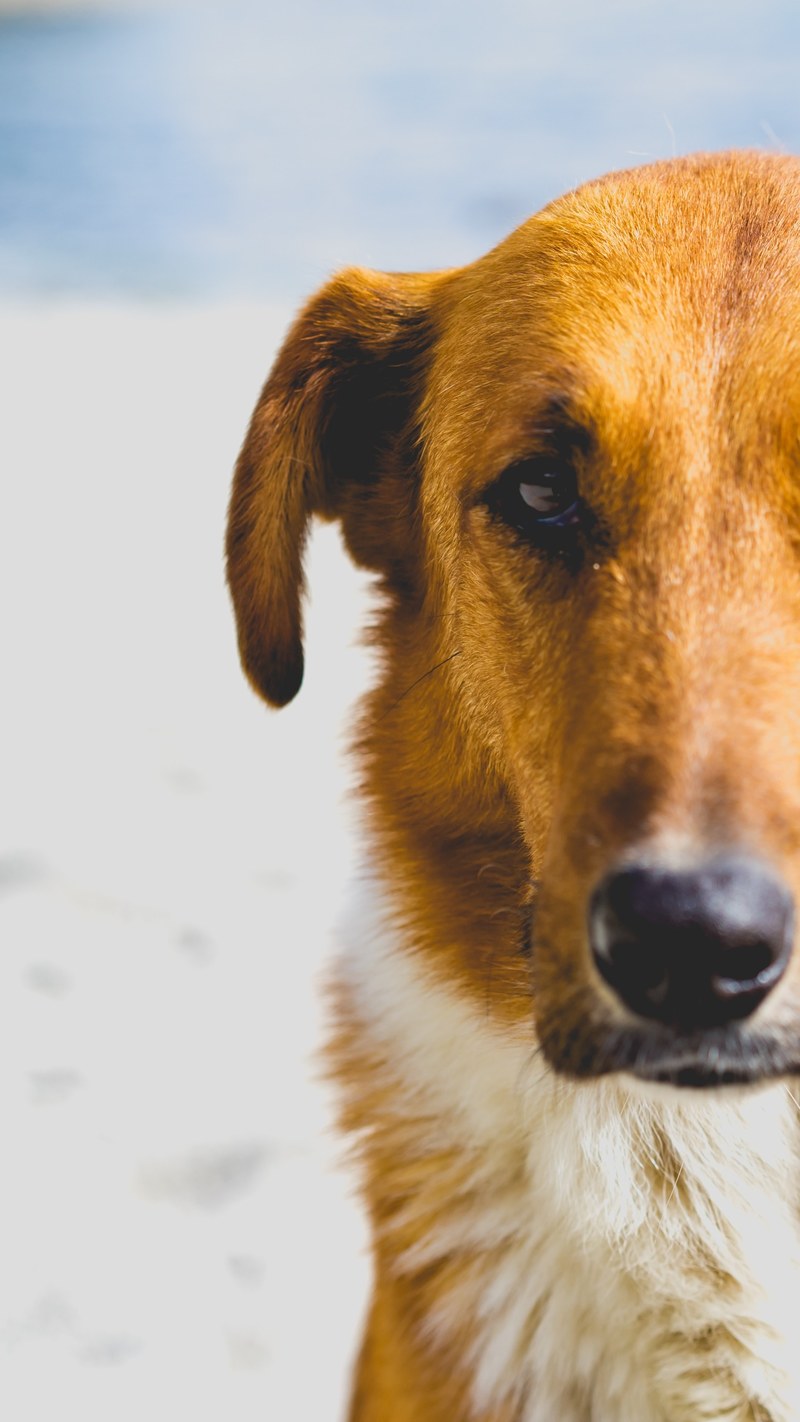 dog puppy animal and pet hd, 4k