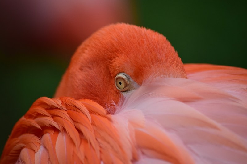 macro of a flamingo hiding behind its feathers, flamingo 4k