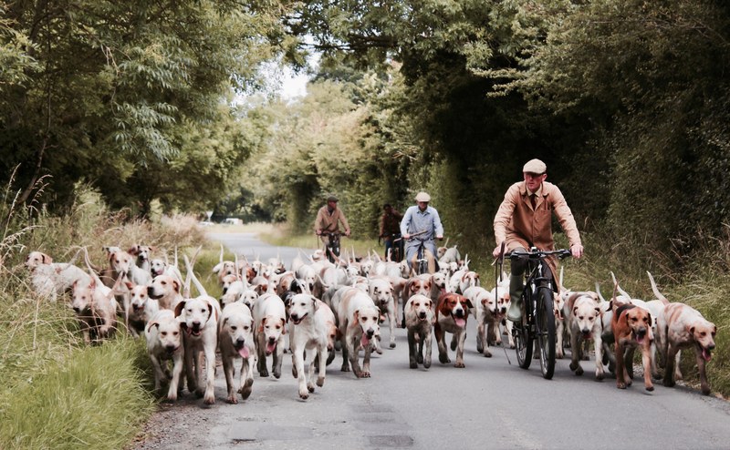 a man biking in front of a large group of light colored dogs in buckland manor, walking the hounds 4k