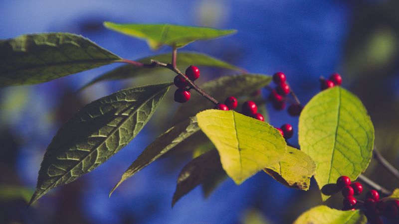 berries, branch, leaves, 4k