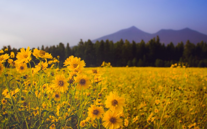 a meadow full of yellow flowers in the mountains, yellow mountain meadow 4k