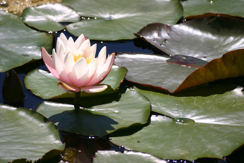 pond water flower and water lily 4k