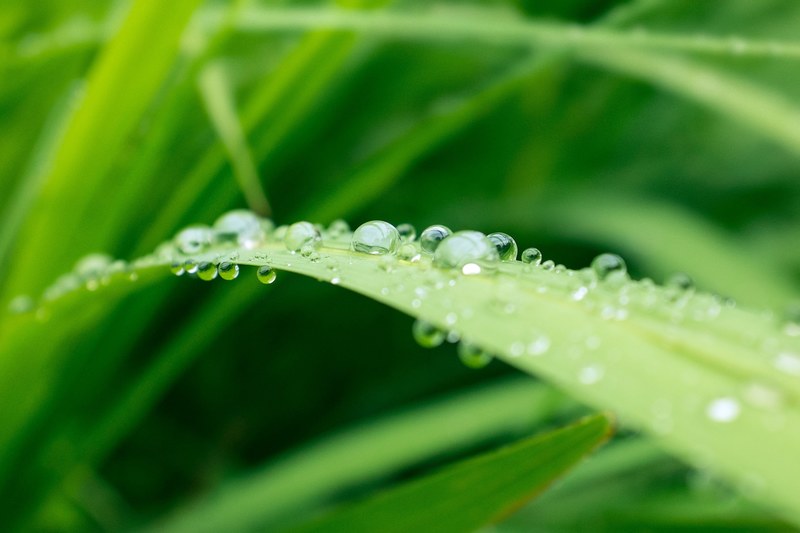 a macro shot of round droplets of water on a long thin leaf, dew on a thin leaf in macro 4k