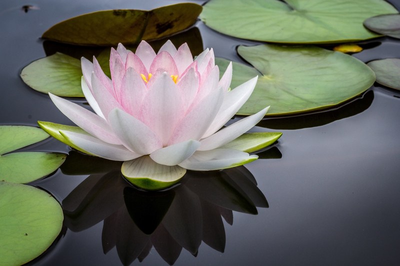 a white and pink water lily on the surface of water next to lily pads, pristine water lily 4k
