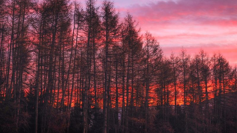 trees, sunset, sky, 4k