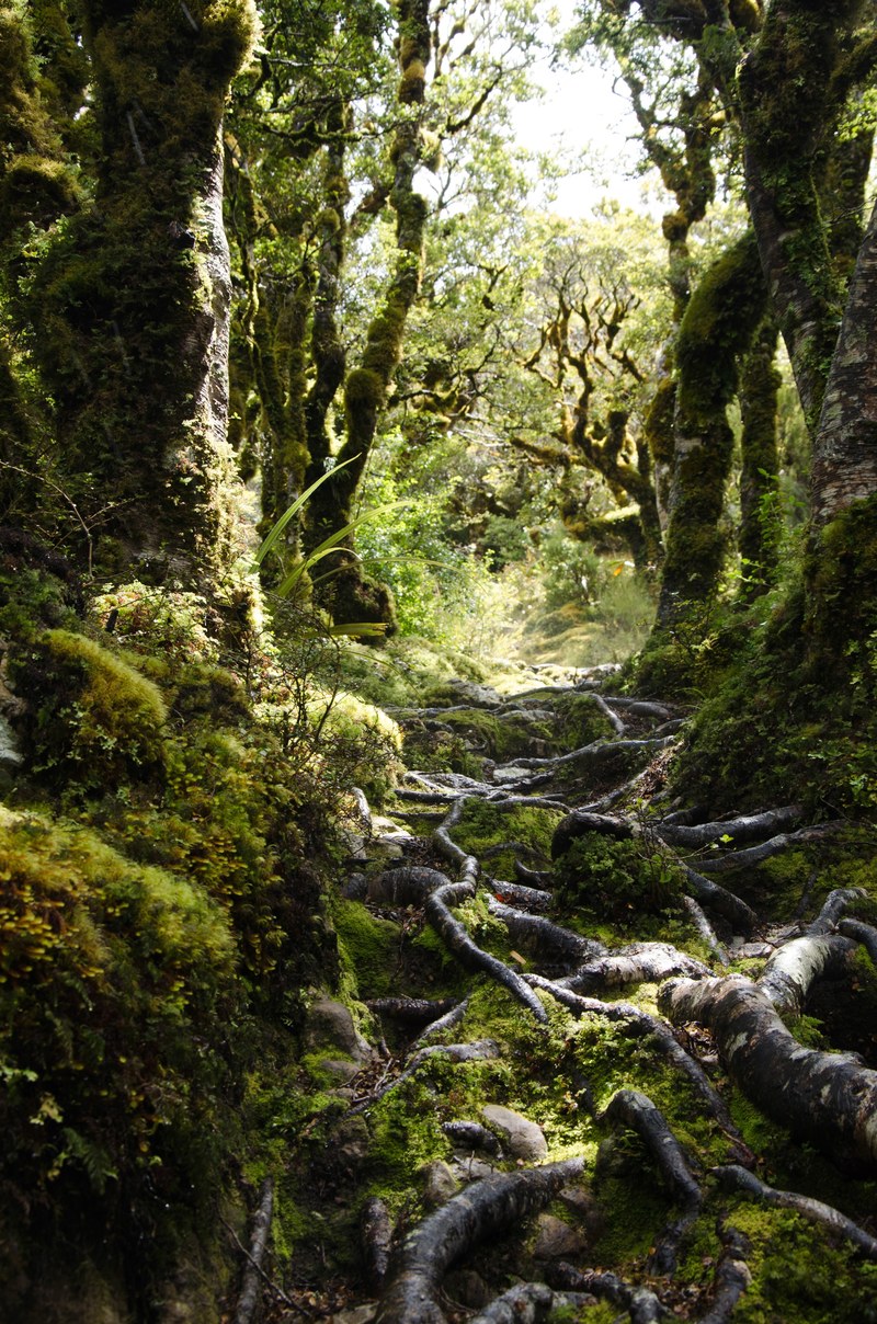 new zealand path plant and green hd, 4k