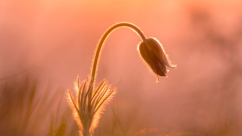 bud, rays, glare, plant, 4k