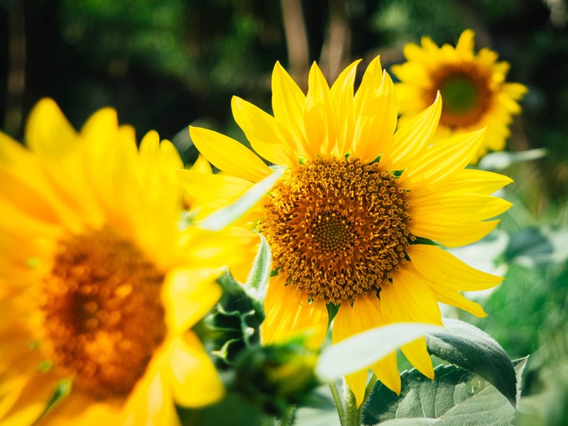 close up of several sunflower heads in direct sunlight, sunflowers on a sunny day 4k