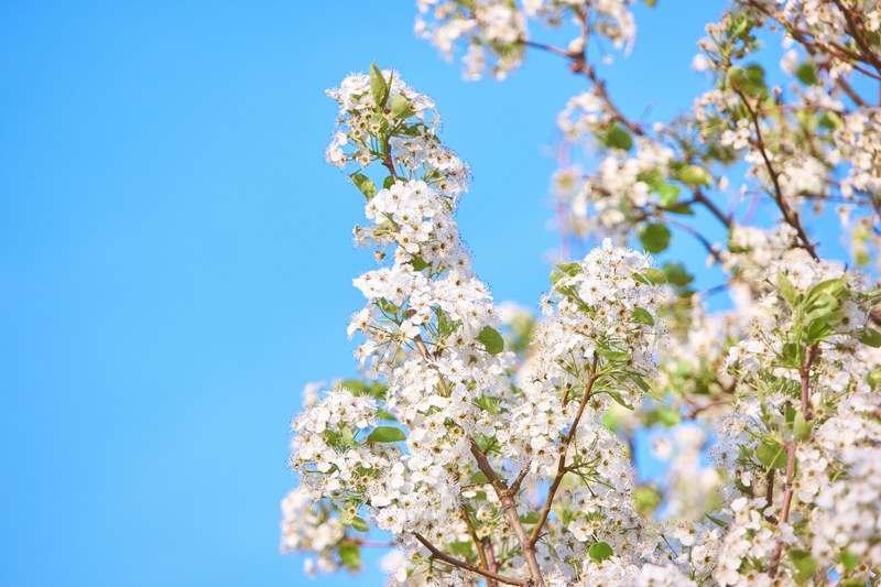 leafy branches with thick cherry blossom and clear blue sky background in spring, leafy blossom blue sky 4k