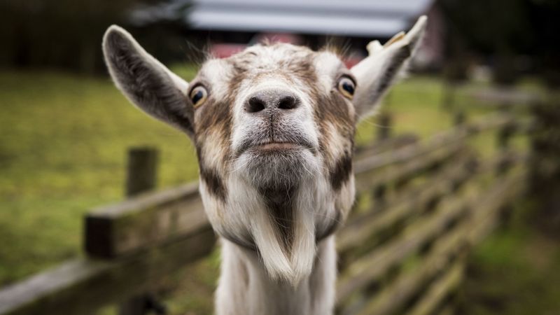 goat, muzzle, funny, 4k
