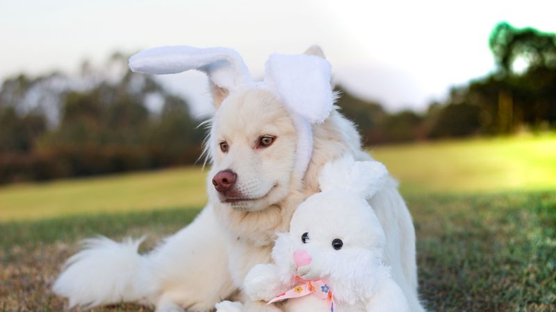 dog, toy, rabbit, 4k