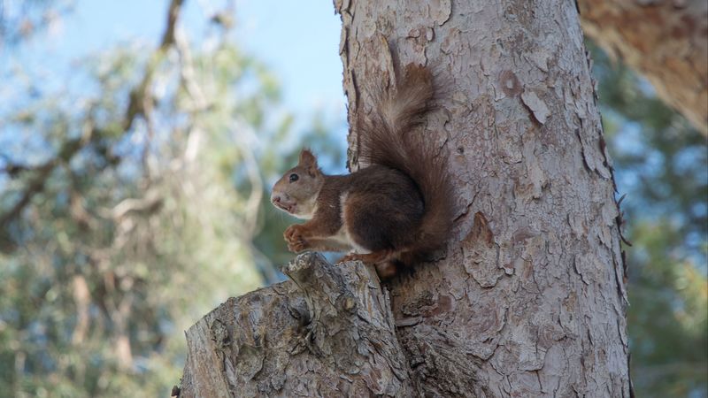 squirrel, tree, rodent, 4k