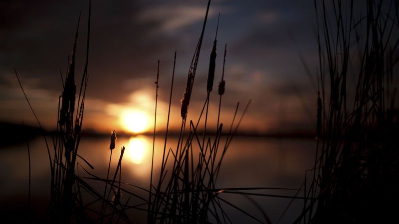 reeds, sunset, swamp, 4k