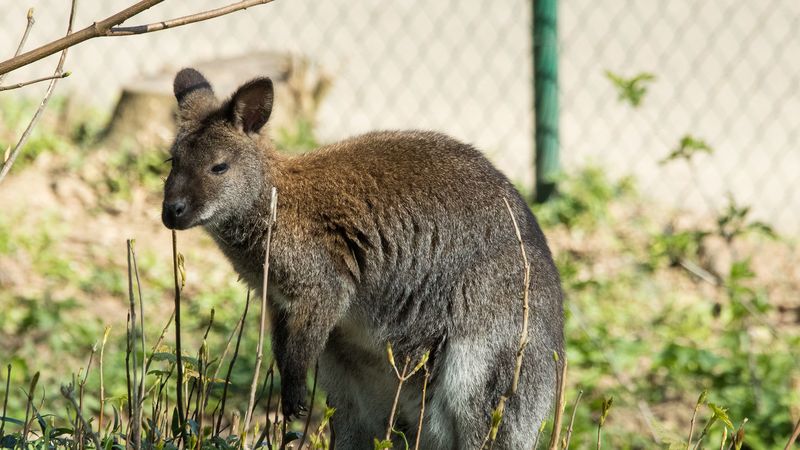 kangaroo, walk, grass, 4k