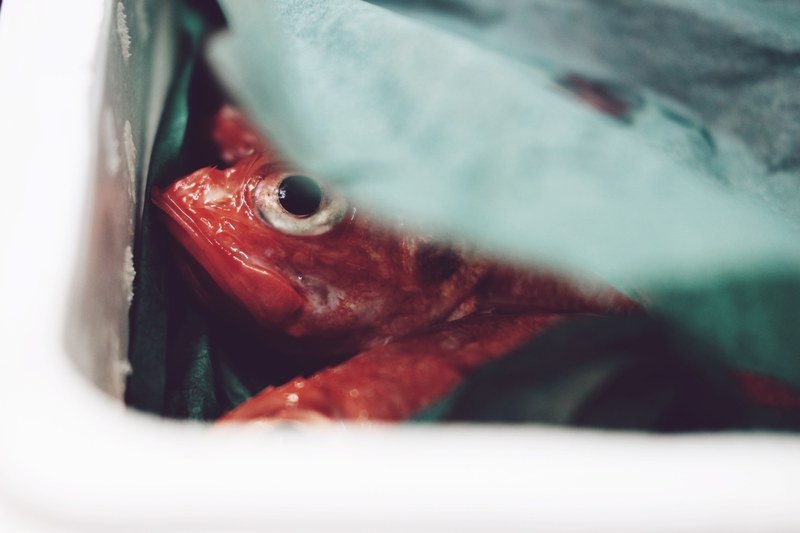 eye dead fish fish and japan 4k