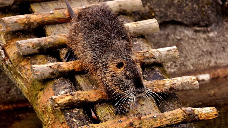 nutria, dam, coypu, rodent, 4k
