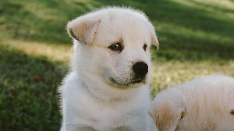 puppy, dog, muzzle, cute, 4k