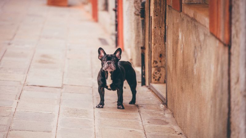 french bulldog, dog, street, 4k