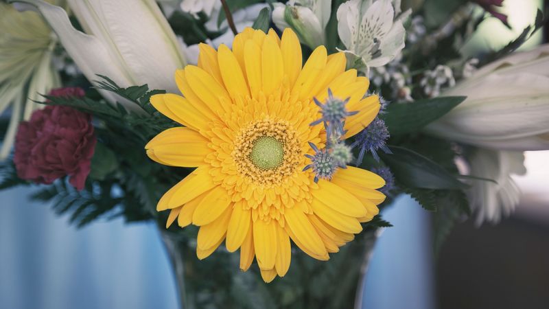 flower, yellow, bud, petals, 4k